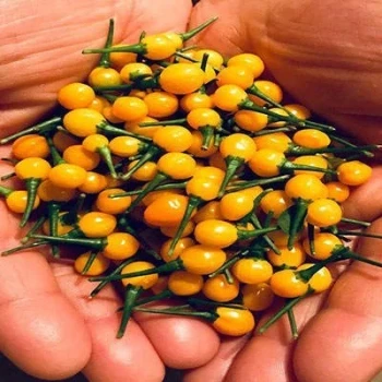 بذر فلفل فایربال 2 عددی