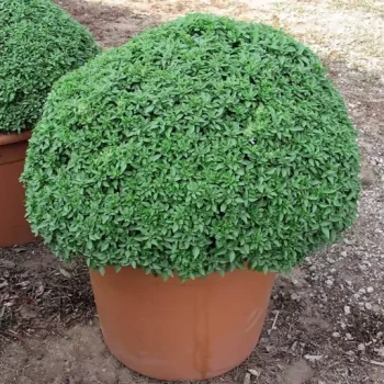 بذر ریحان بوته ای کوتوله یونانی50 عددی