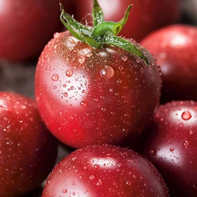 بذر گوجه گیلاسی سیاه 10 عددی