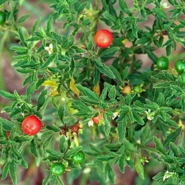 بذر گوجه زینتی 10 عددی