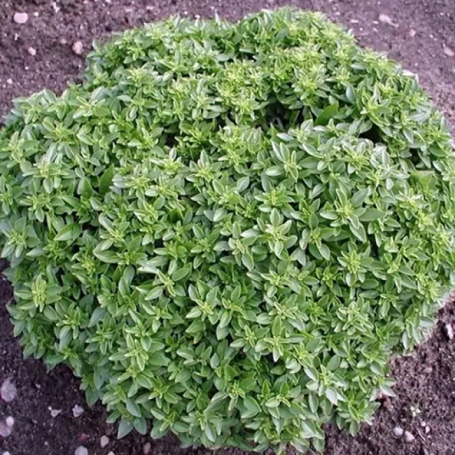 بذر ریحان بوته ای کوتوله یونانی50 عددی