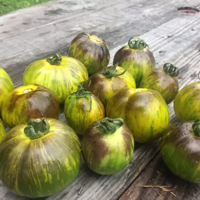بذر گوجه فرنگی سبز زبرا 10 عددی 