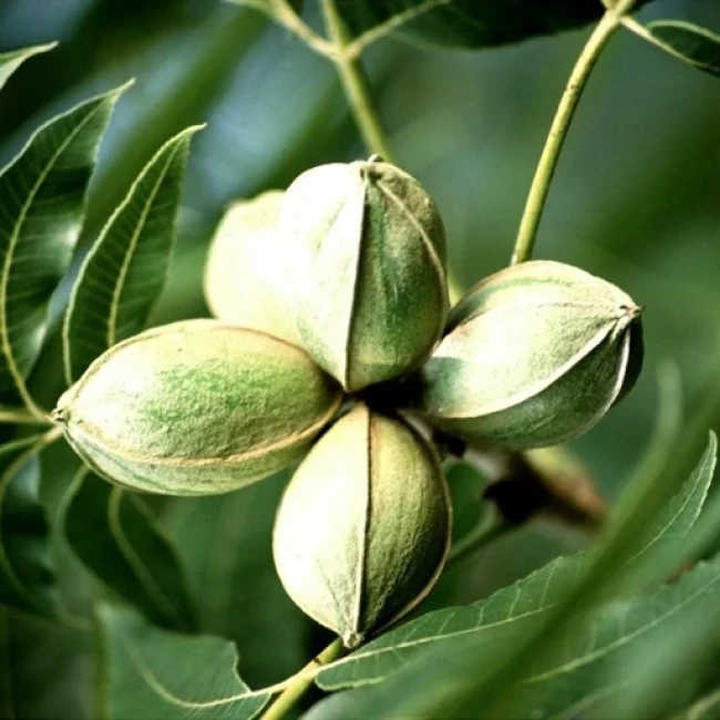 بذر گردو آمریکایی 2 عدد