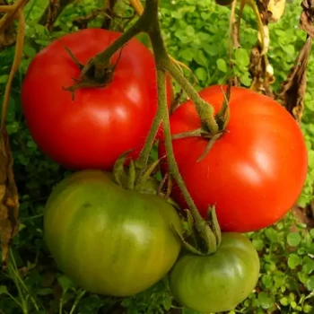 بذر گوجه فرنگی موسکوویچ 10 عددی 