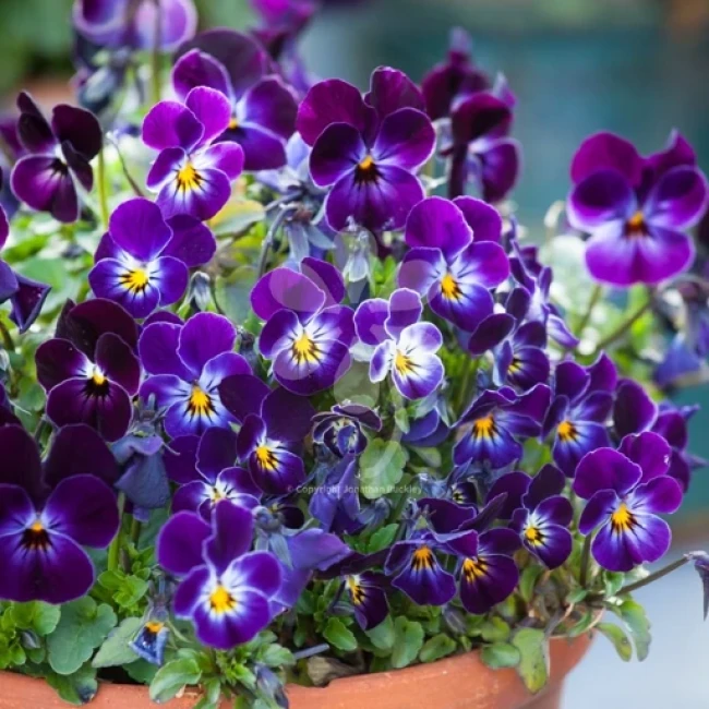 بذر گل بنفشه خوراکی 1 گرم