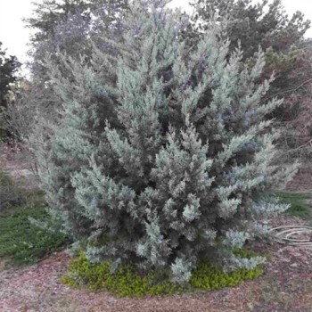 بذر سرو نقره ای ایتالیایی (آریزونا) 2 عددی