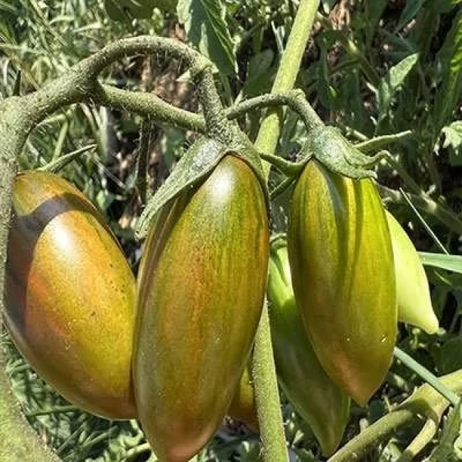 بذر گوجه زیتونی ببری زرد درختی 15 عددی