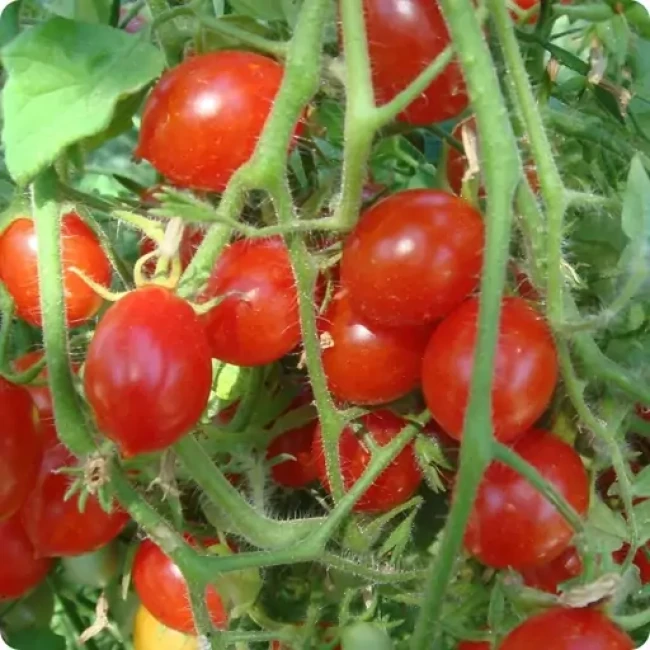 بذر گوجه گیلاسی خوشه ای ریز 20 عددی 