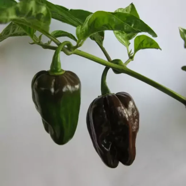بذر فلفل هابانرو شکلاتی 2 عددی 