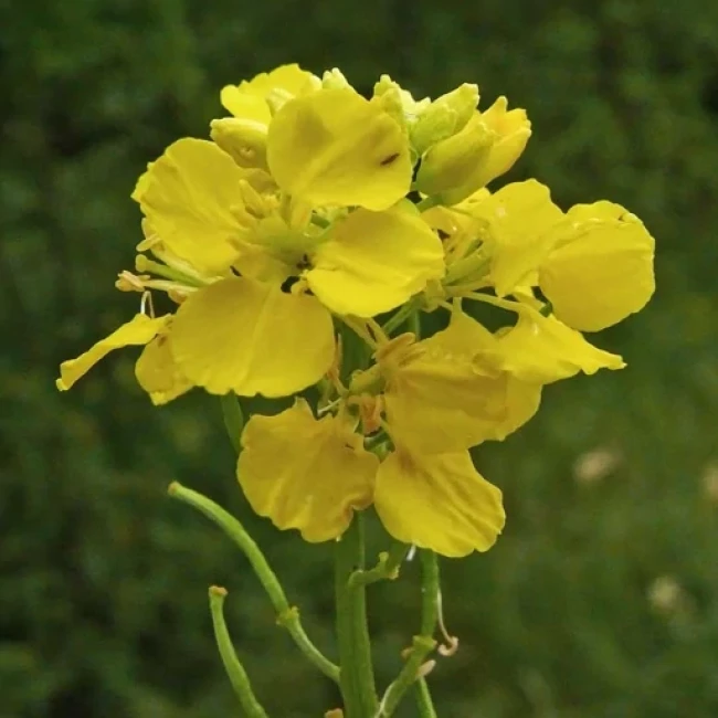 بذر خردل زراعی 5 گرمی 