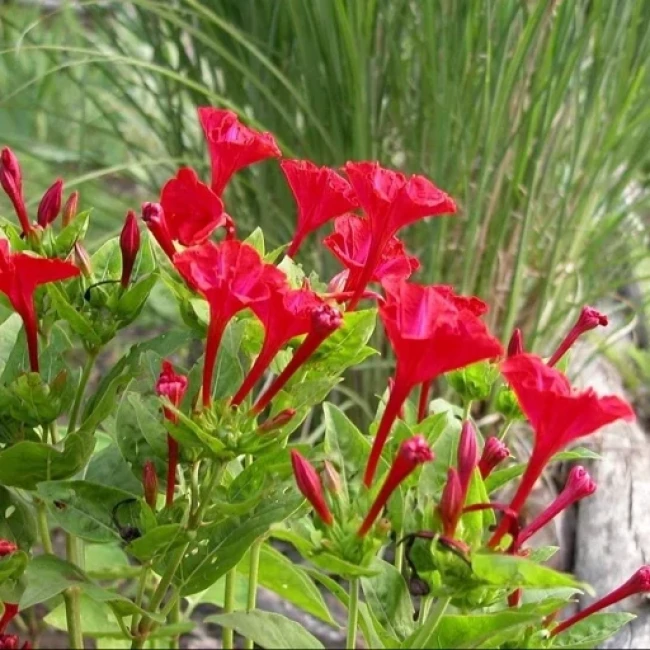بذر گل لاله عباسی قرمز 20 عددی 