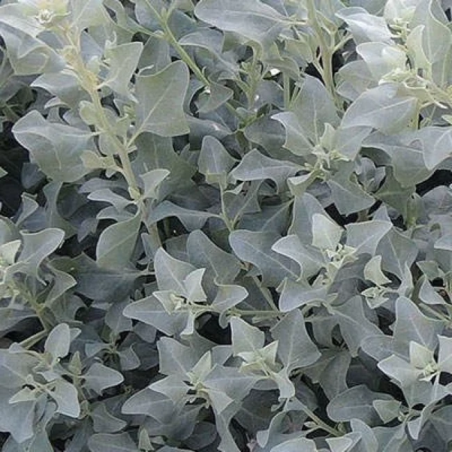 بذر سلمکی بوته ای 10 عددی