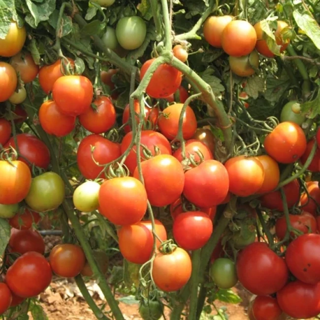 بذر گوجه فرنگی فلوریدا 10 عددی 