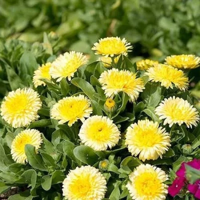 بذر گل همیشه بهار پاکوتاه پرپر مخلوط زرد 1 گرمی