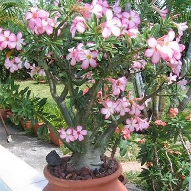 بذر آدنیوم سومالنس 2 عددی
