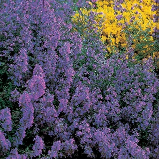 بذر نعنا گربه ای 100 عددی
