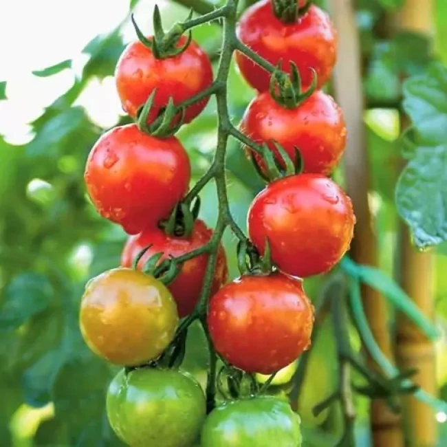 بذر گوجه گیلاسی چادویک 10 عددی 