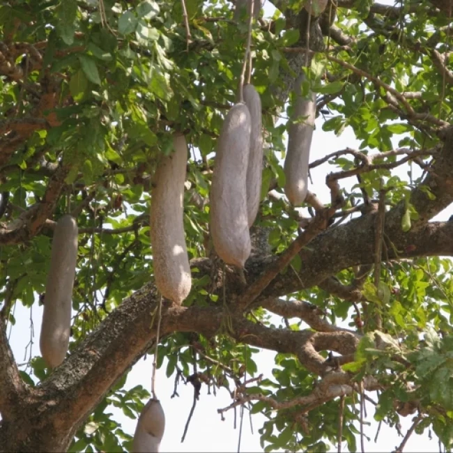 بذر درخت سوسیسی 2 عددی 