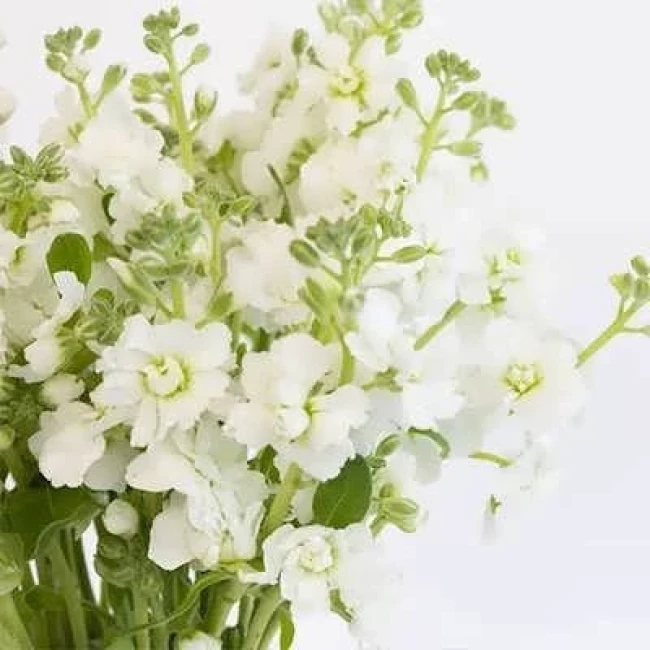 بذر گل صابونی سفید 1 گرمی