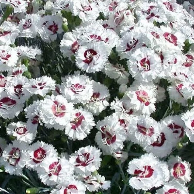 بذر میخک زینتی سفید 10 عددی