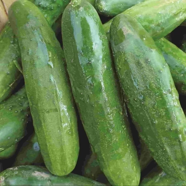 بذر خیار پر بار داووس 20 عددی 