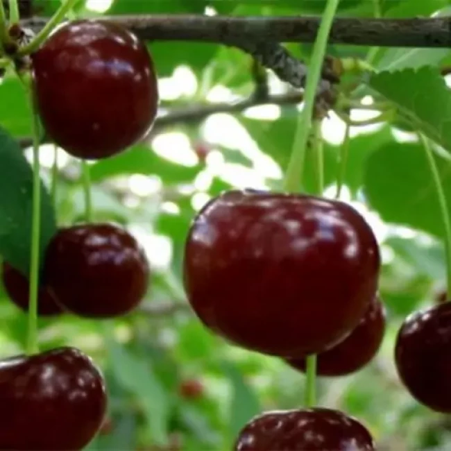 بذر آلبالو محلی 10 عدد