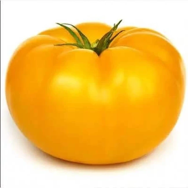 بذر گوجه فرنگی غول پیکر زرد بلژیکی 25 عددی