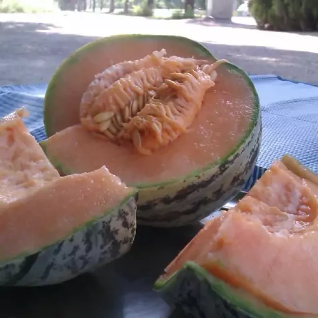 بذر خربزه تیل آتشی 20 عددی 