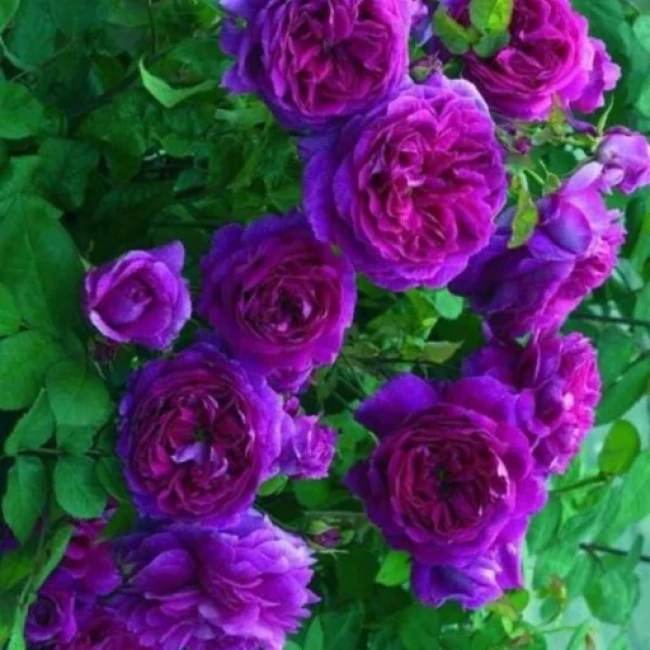 بذر رز رونده بنفش 5 عددی