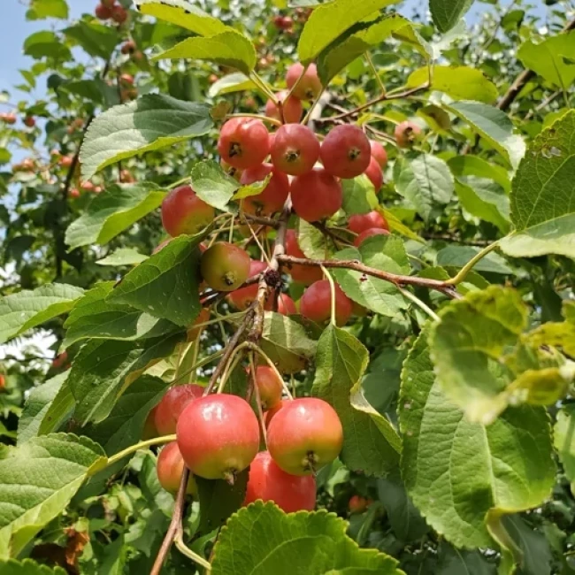 بذر سیب گیلاسی (سیب ایتالیایی) 5 عددی 