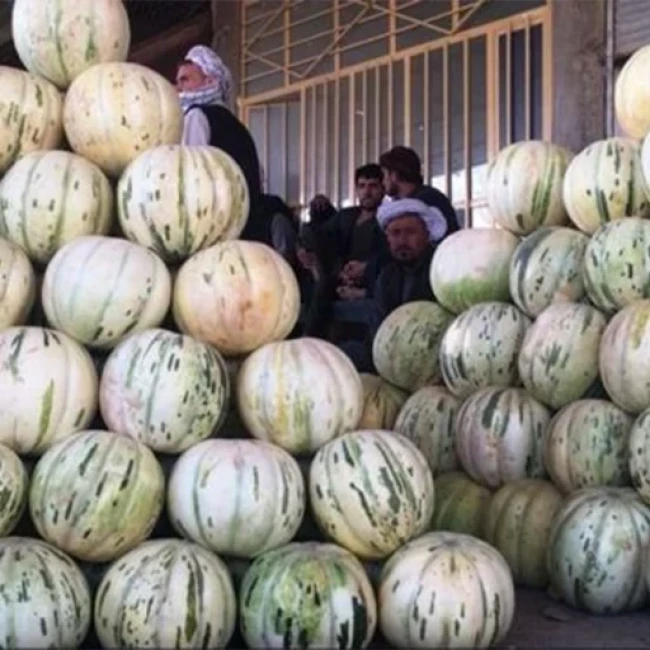 بذر خربزه بلخی 10 عددی 