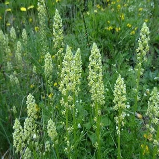بذر اسپرک 20 عددی