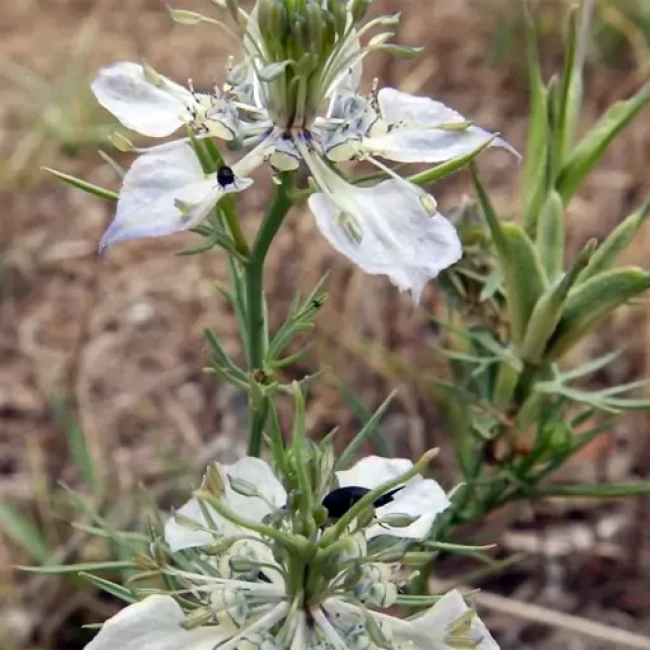بذر سیاهدانه  1گرمی
