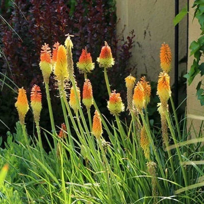 بذر گرزی 10 عددی