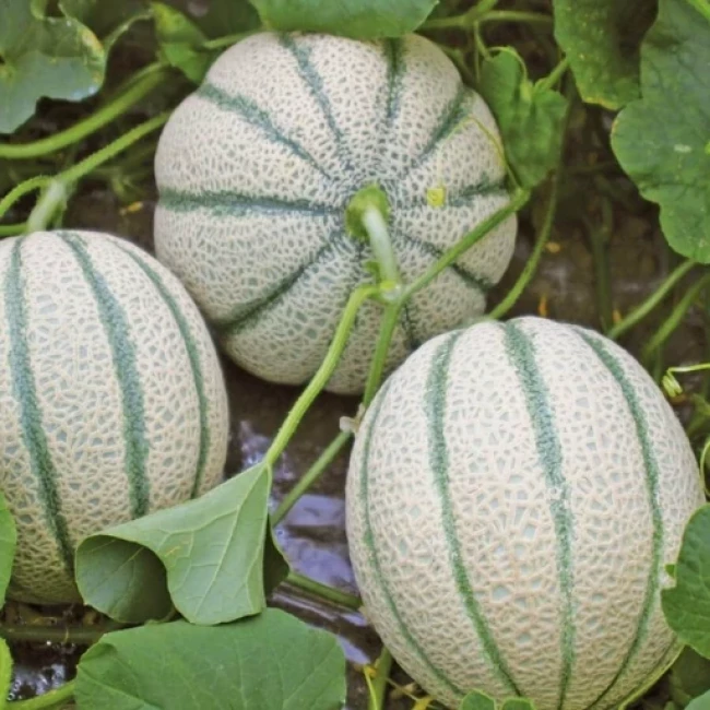 بذر طالبی 20 عددی 