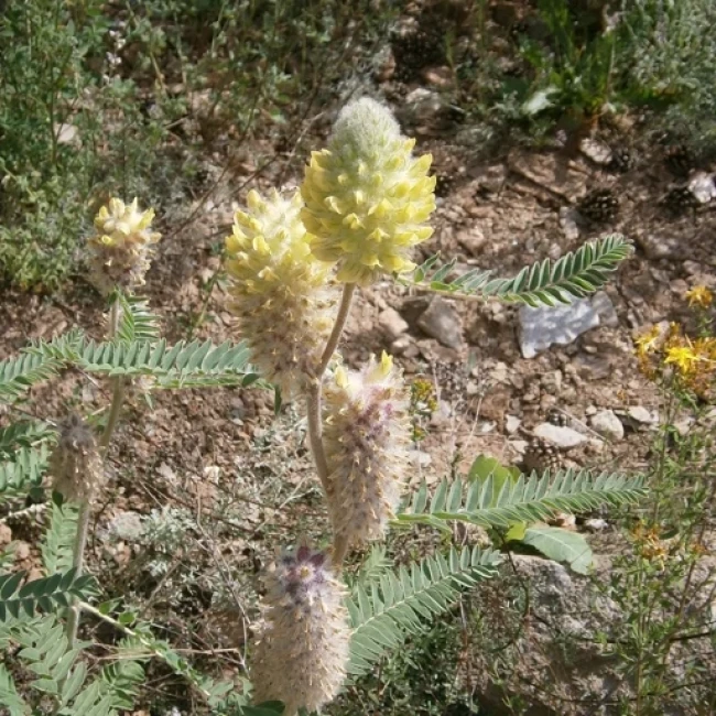 بذر گون گزی 1 گرم 