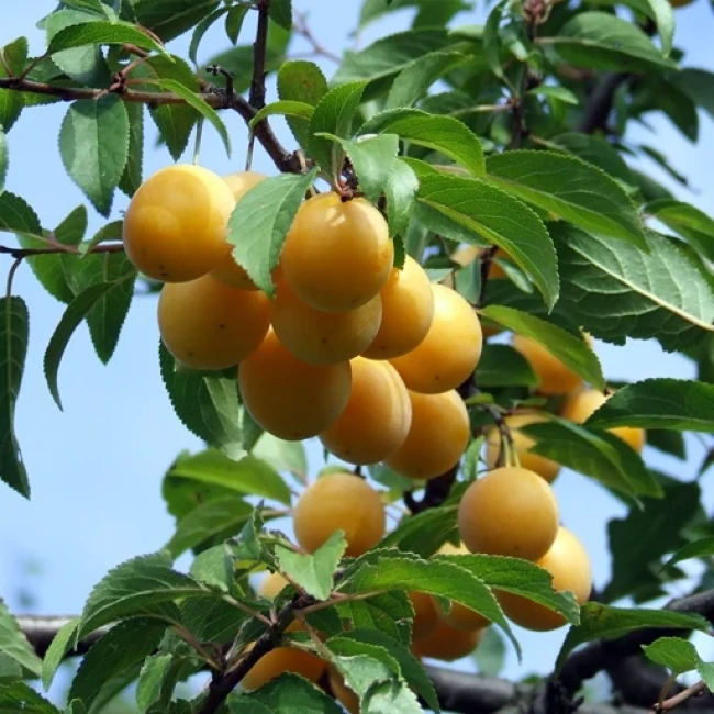 بذر آلوچه بویین زهرا 10 عددی