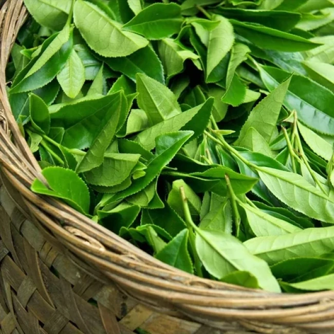 بذر چای 5 عددی