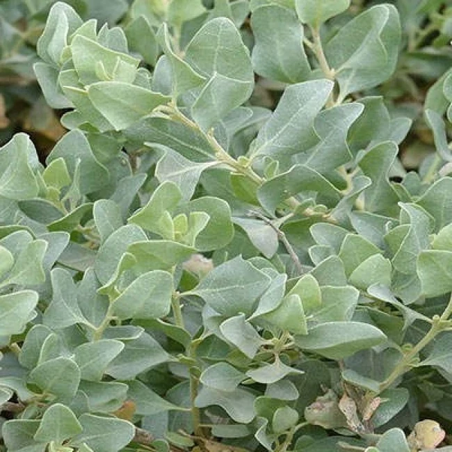 بذر سلمکی بوته ای 10 عددی