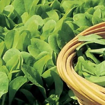 بذر شیکوری سالادی (چیکوری) 100 عددی 