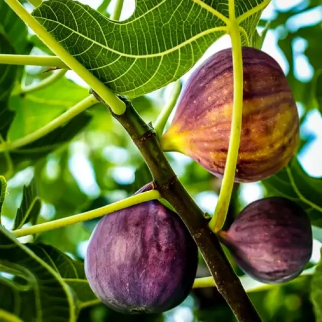 بذر انجیر سیاه 10 عددی 