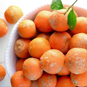 بذر درخت نارنج 20 عددی 