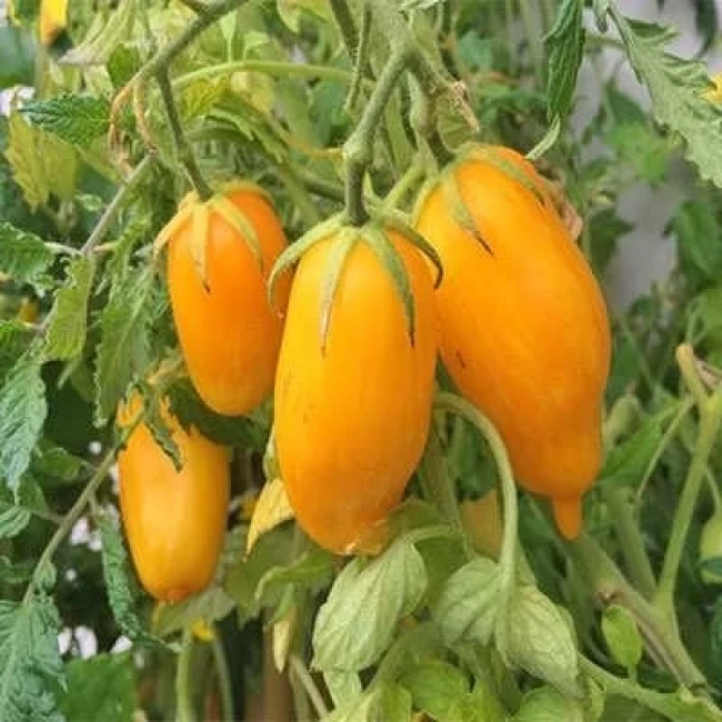 بذر گوجه فرنگی موزی 25 عددی