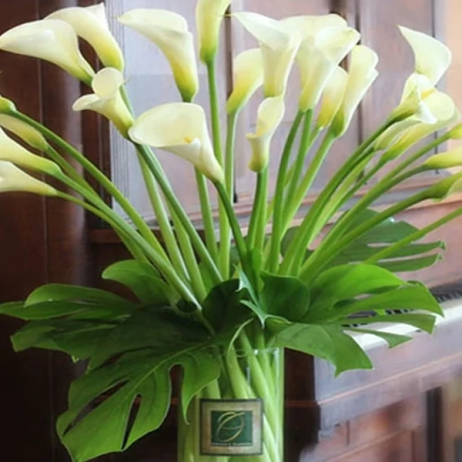 بذر گل شیپوری سفید 5  عددی