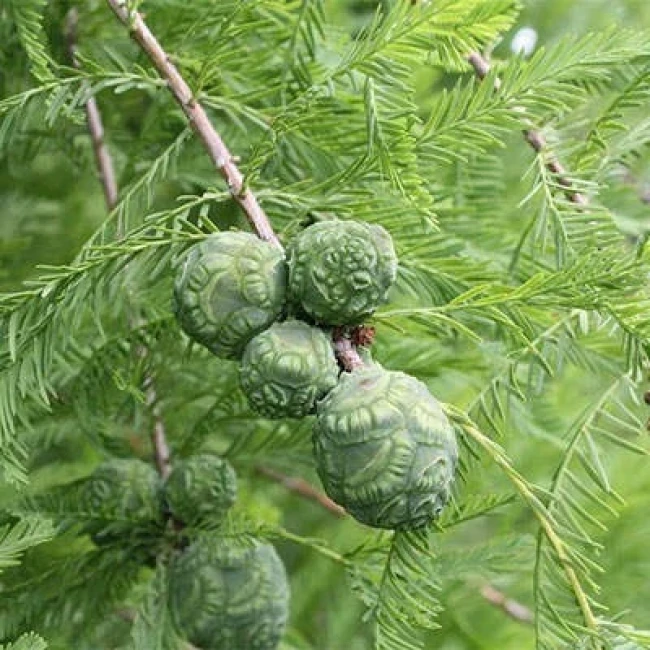 بذر سرو دارتالاب 10 عددی