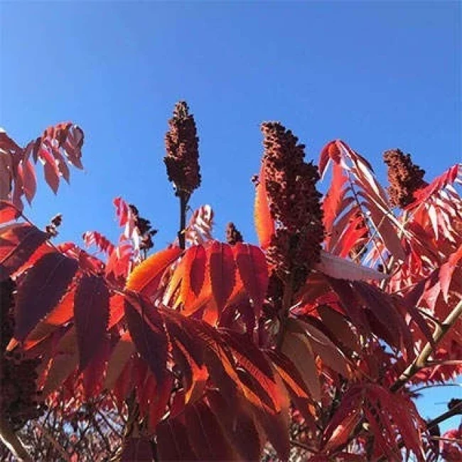 بذر سماق زینتی 10 عددی