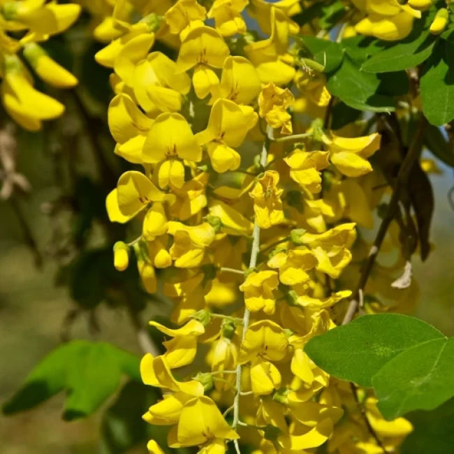 بذر لابورنوم انا گیرویدز 10 عددی
