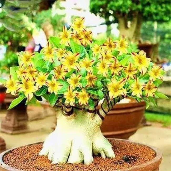 بذر آدنیوم زرد  2 عددی