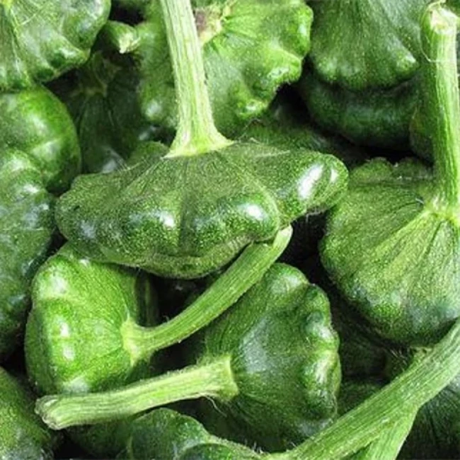 بذر کدو ستاره ای سبز 10 عددی 