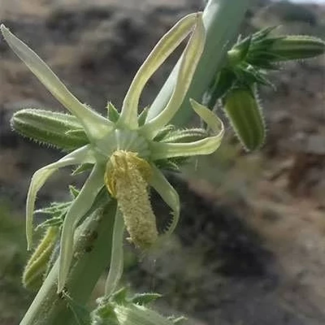 بذر گل شکافته 10 عددی
